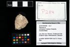 Foto (Objekt + Etikett) von Pithonoton sp.  (NHMW-GEO-2014-0194-0289)